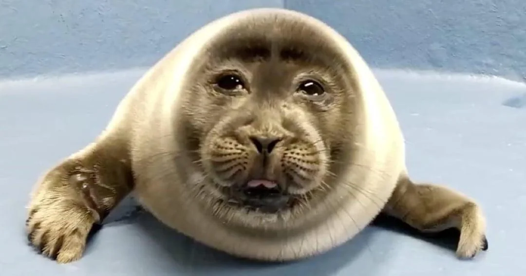 Site hosted by Neocities